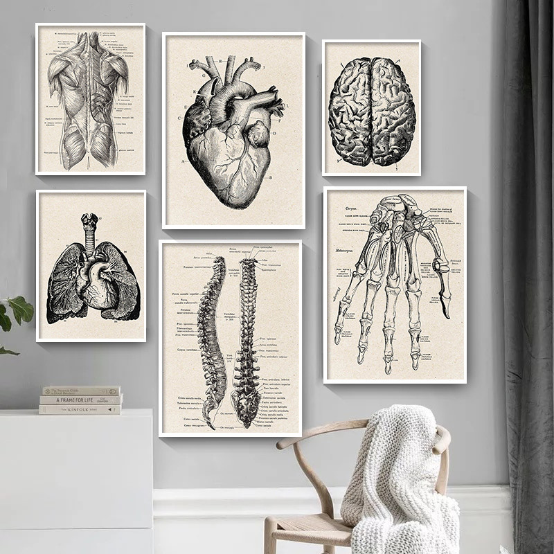 Medical Anatomy Artwork Canvas - Medical Lab Posters ulasan dan harga
