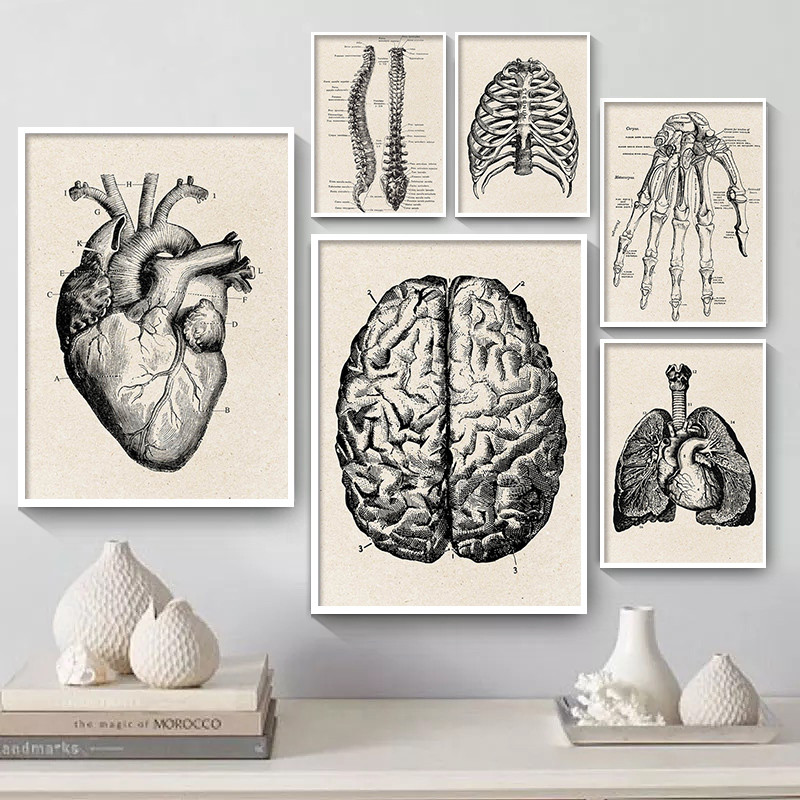 Medical Anatomy Artwork Canvas - Medical Lab Posters ulasan dan harga